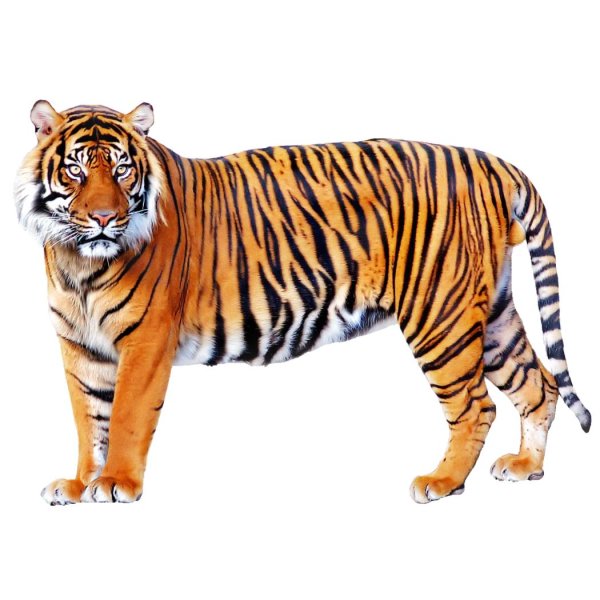 тигр без фона