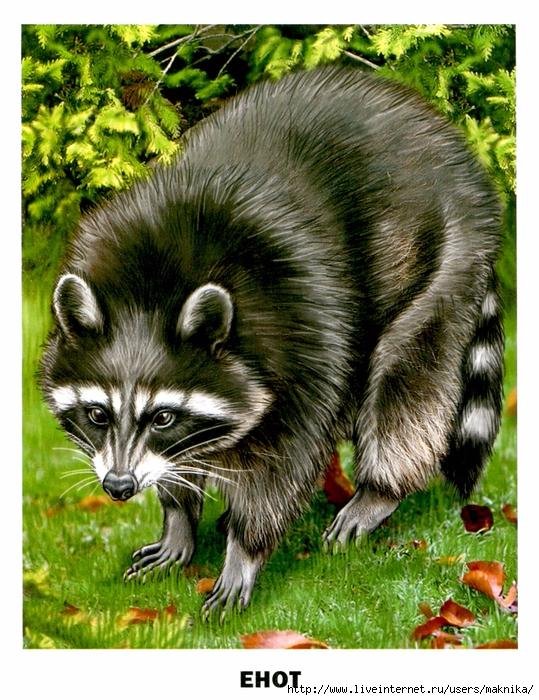 енот полоскун