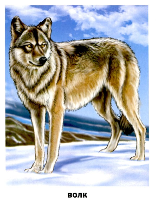 рассказ о волке