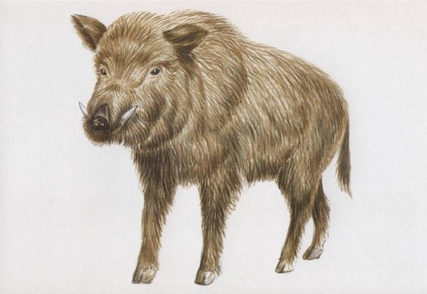 кабан животное