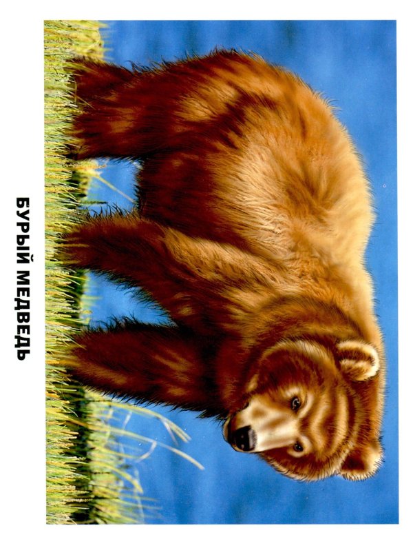 медведь для детей