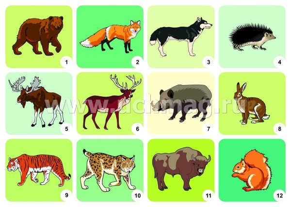 карточки с дикими животными