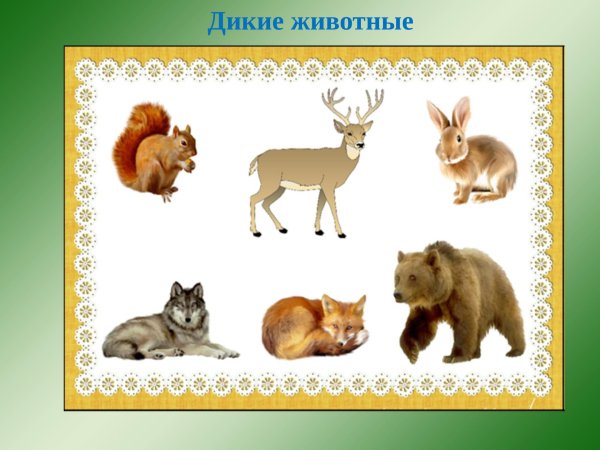 дикие животные для детей
