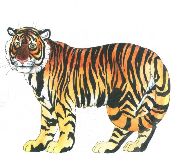 рисунки тигр