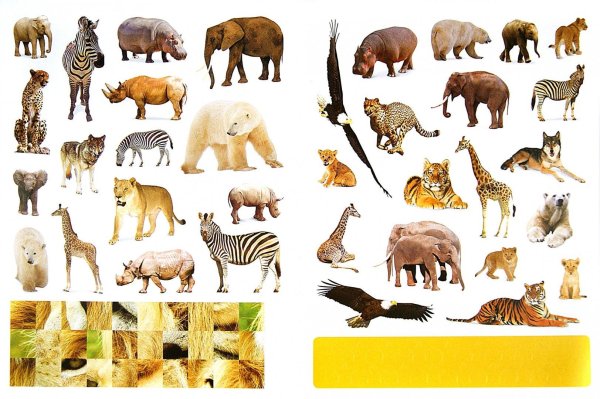 животное жарких стран