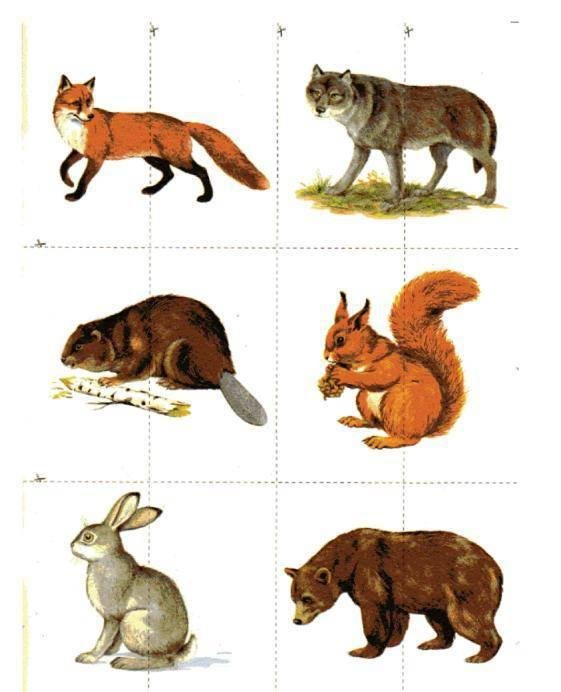 изображения диких животных для детей