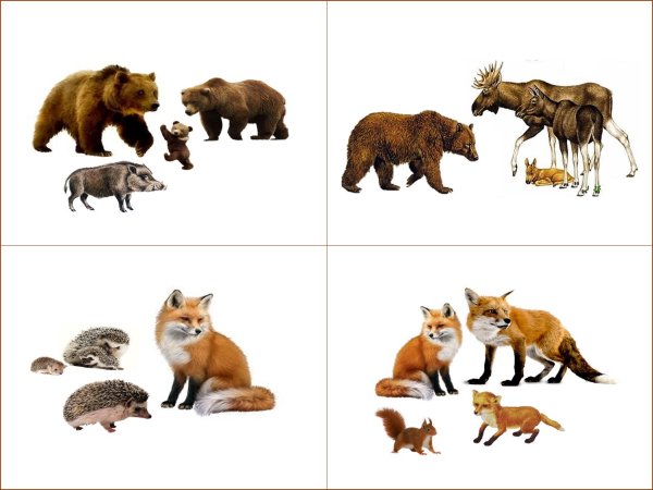 четвертый лишний дикие животные