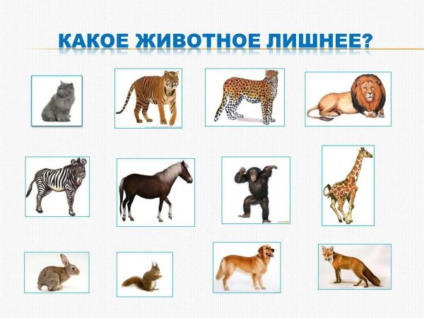 четвертый лишний животные