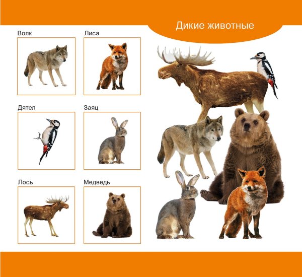 лото домашние животные