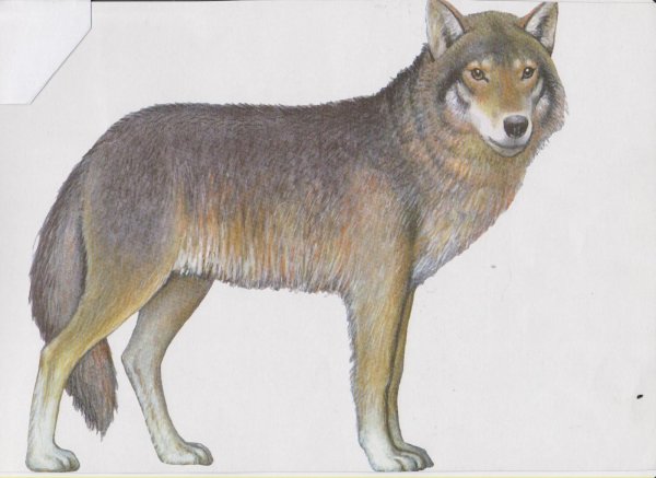 волка рисунок