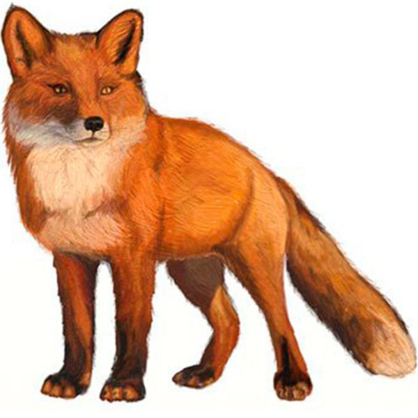 лиса на белом фоне