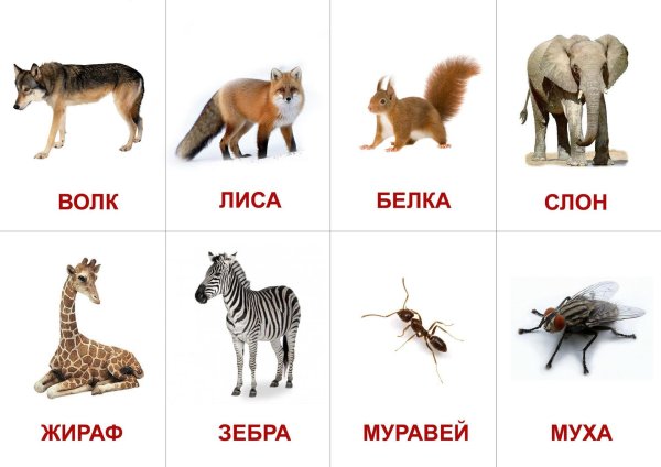 карточки глена домана домашние животные