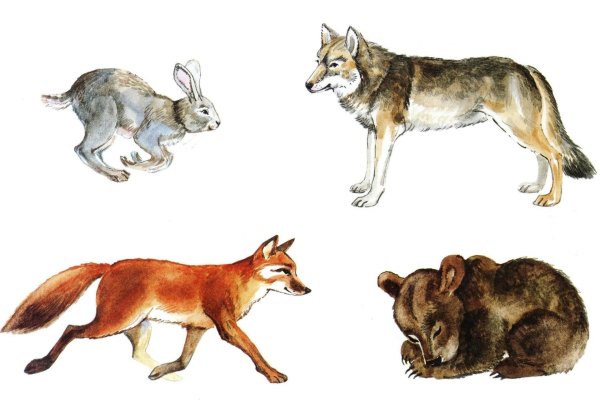 дети диких животных