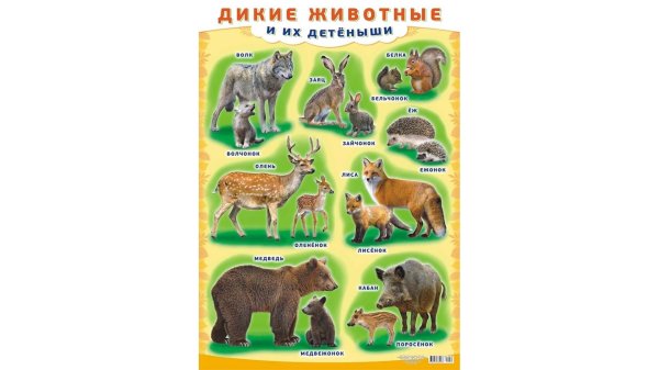 плакат животные