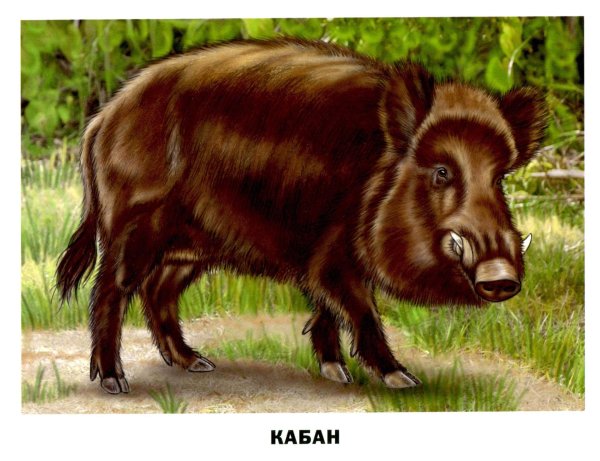 кабан животное
