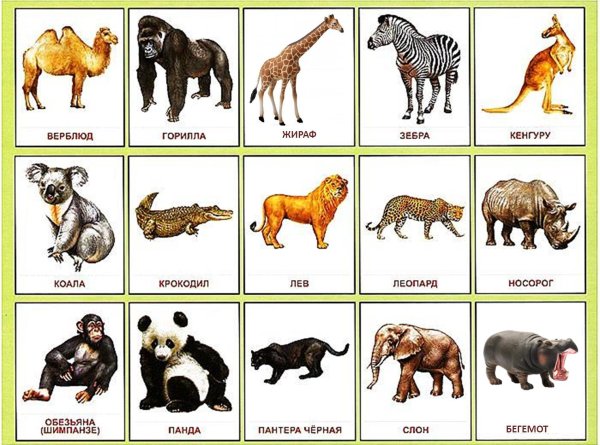 карточки животных