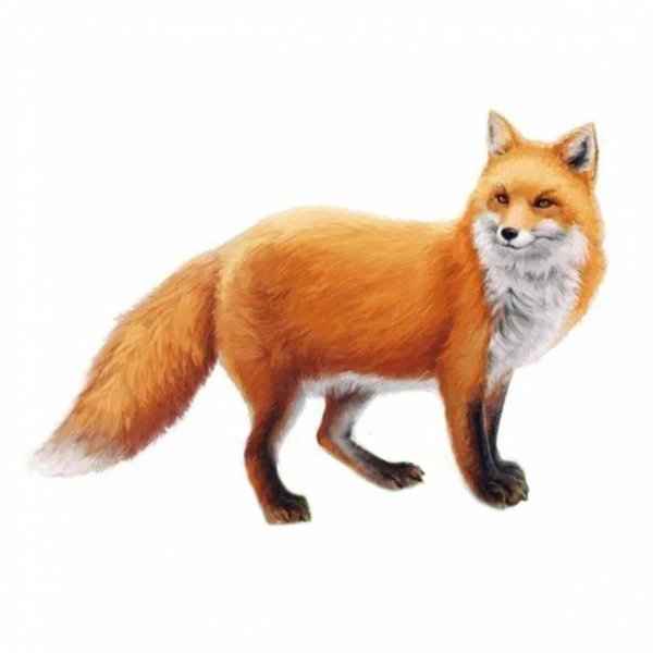 лиса на белом фоне