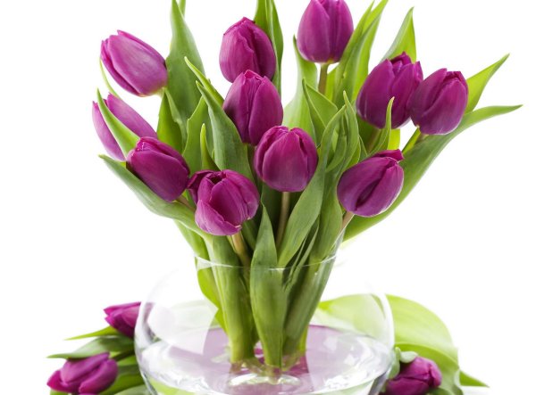 тюльпан милкшейк