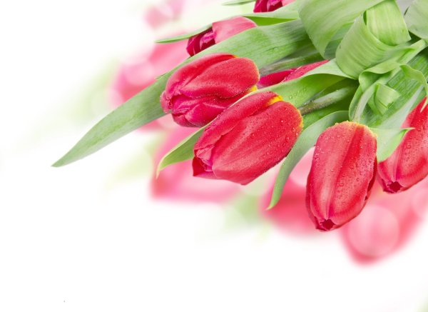 открытка с тюльпанами