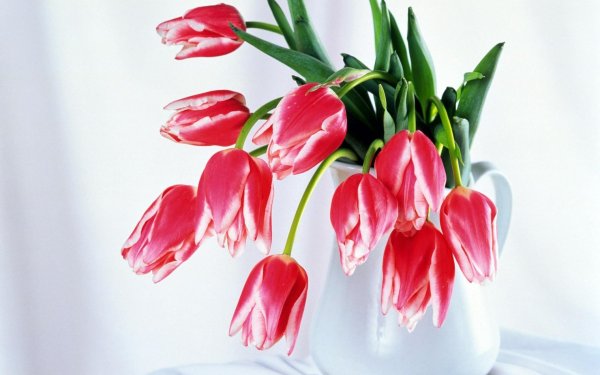 цветок тюльпан