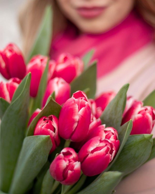 тюльпан красивый