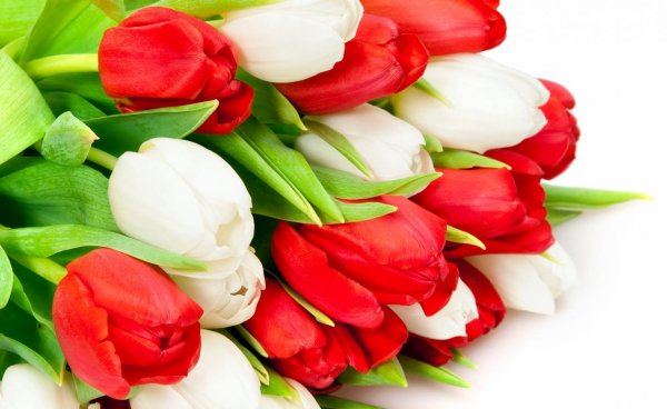 красные тюльпаны