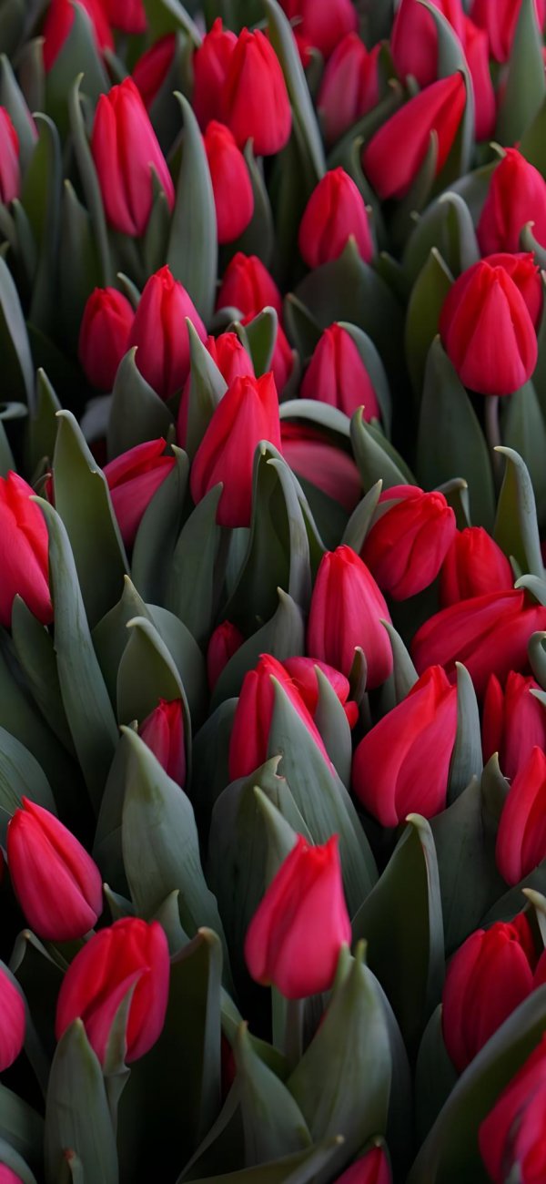 сорт тюльпанов