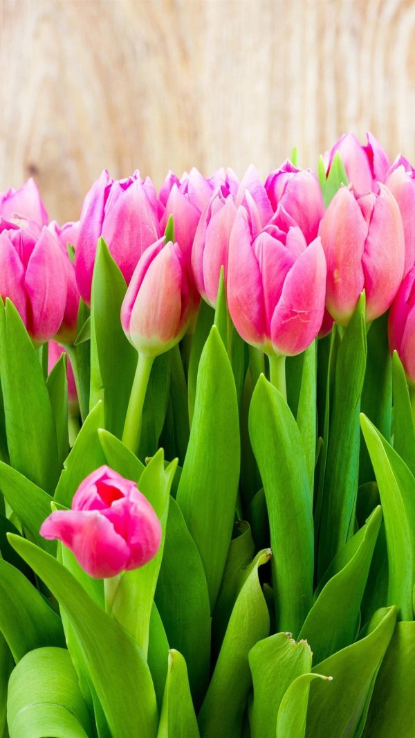 цветок тюльпан