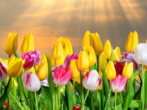 тюльпаны баннер