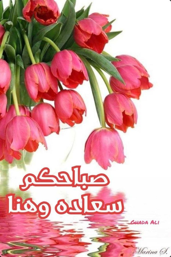 цветок тюльпан