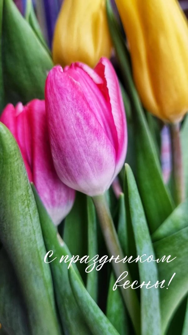 открытка с тюльпанами