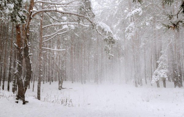 зимний лес пурга