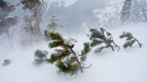 ветка сосна