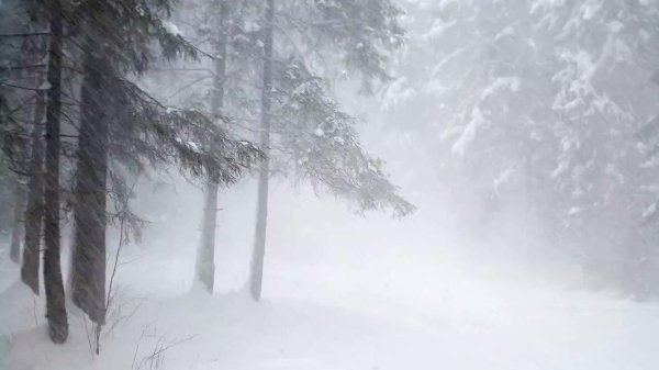 снежная буря