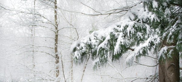 в зимнем лесу