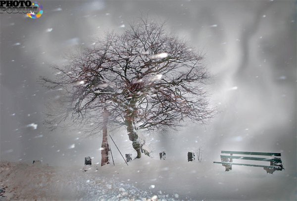 зимнее дерево