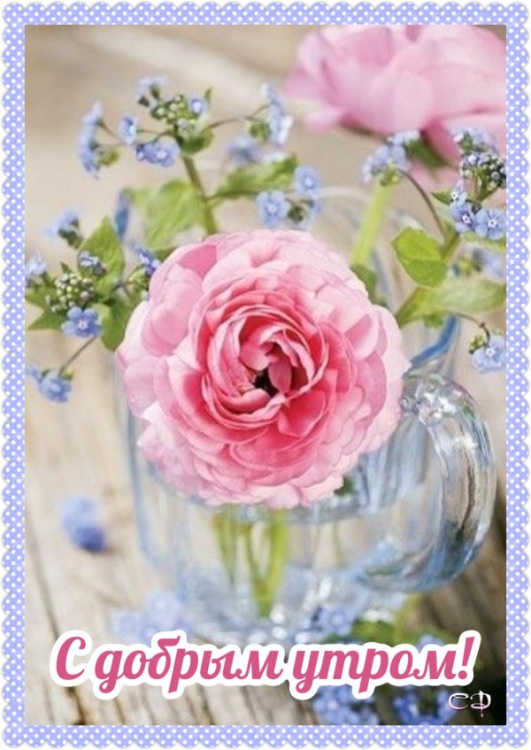 доброе утро розы