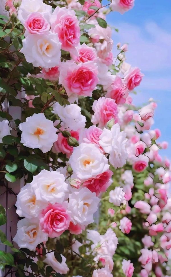 плетистая роза