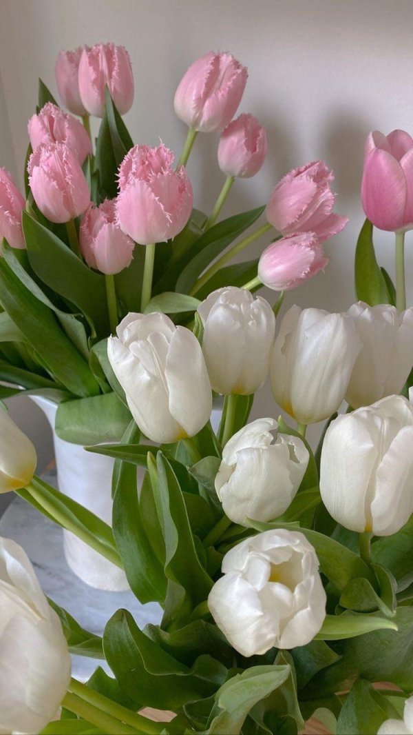белые тюльпаны