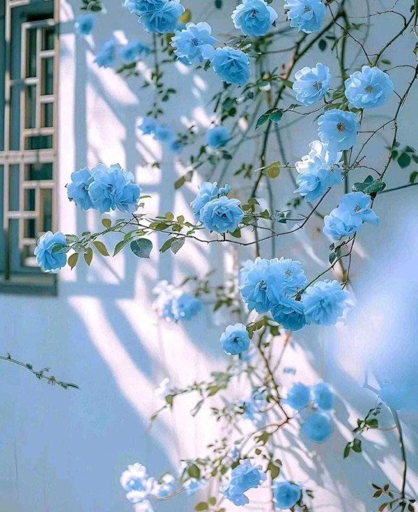 цветочные фоны