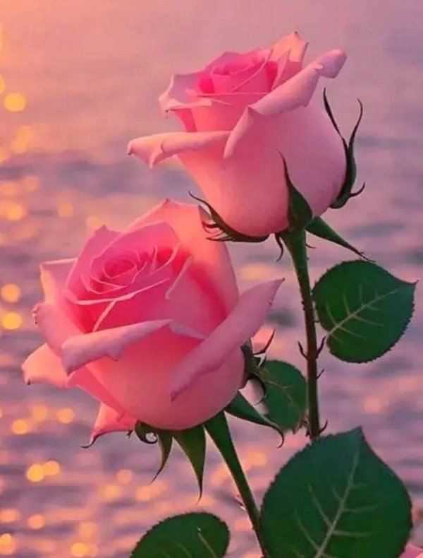 роза нежная