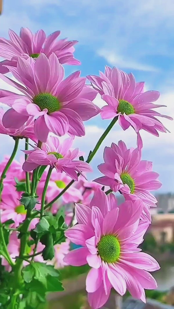 цветок космеи