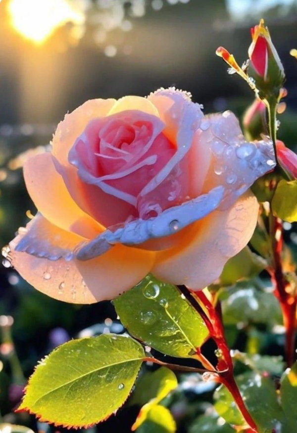 чайная роза