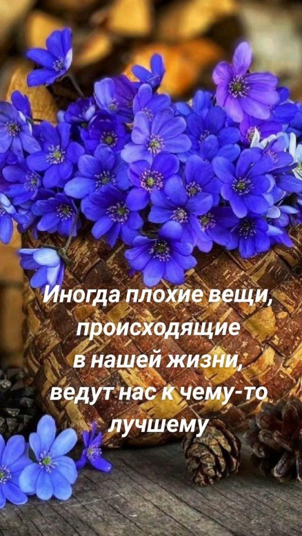 мудрая цитата