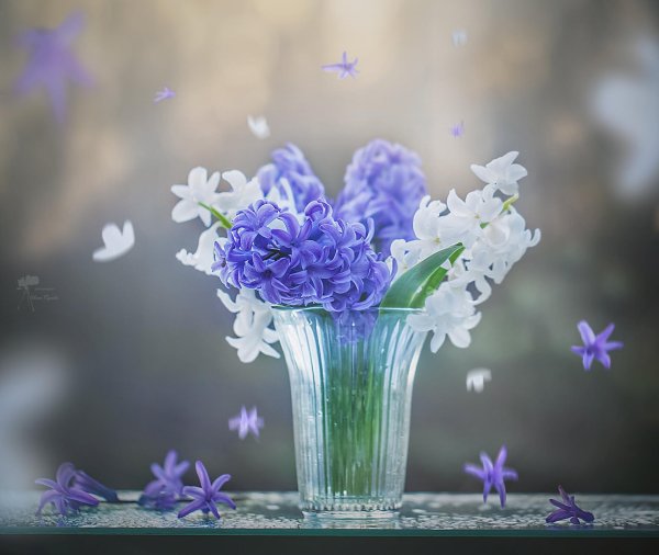 доброе утро гиацинты