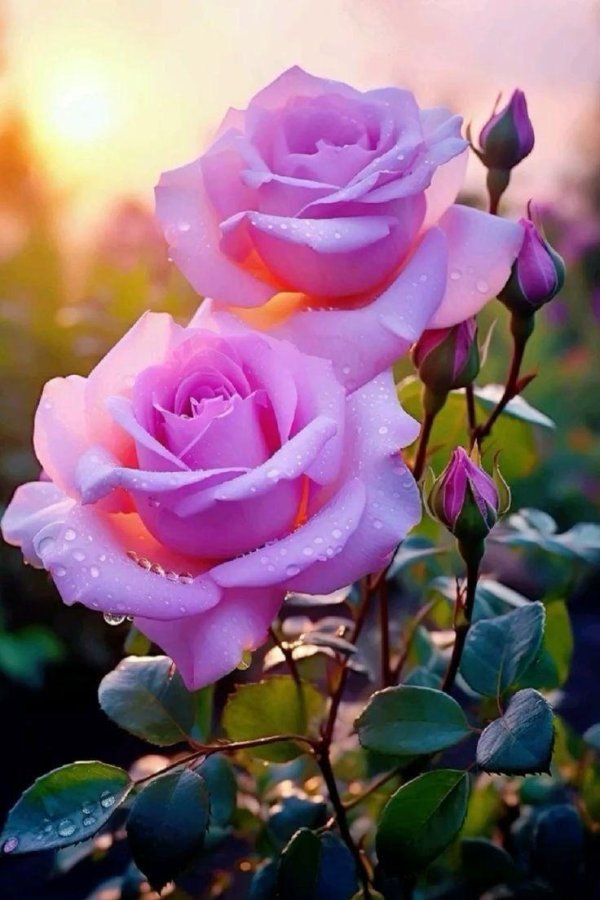 роза розовая