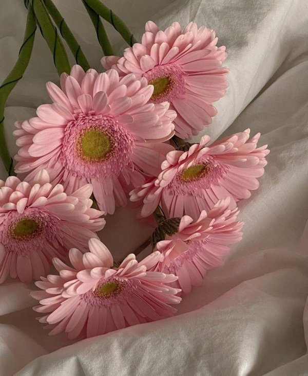 розовая гербера