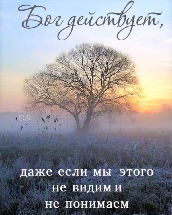 пейзаж дерево