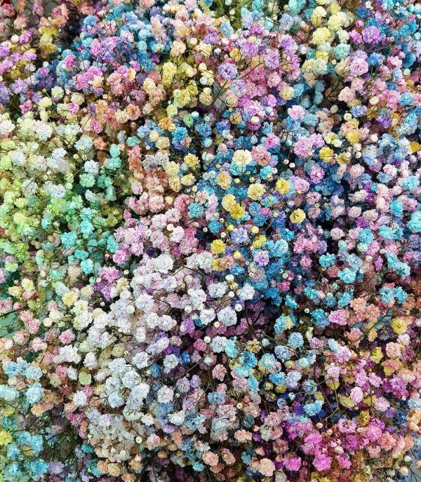 цветы мелкие