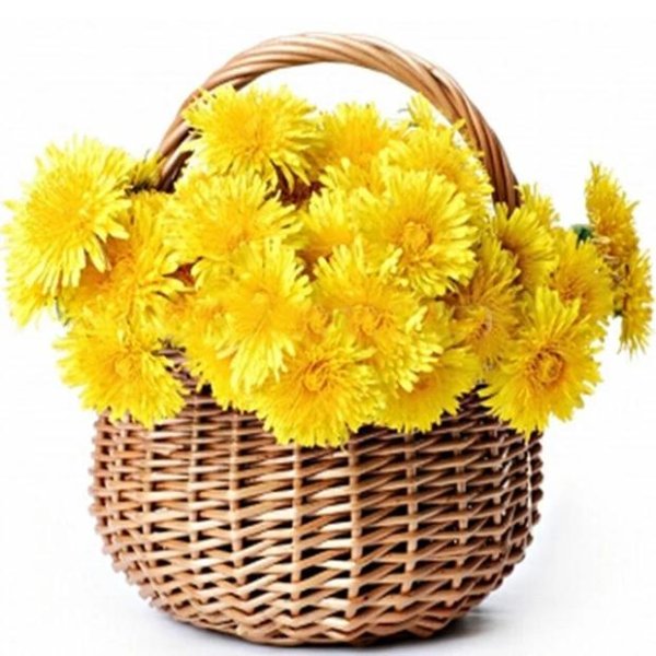 корзинка одуванчика